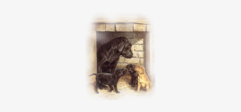 Blk Lab Gold Pup - Anniversaire Fillette, transparent png #3912924
