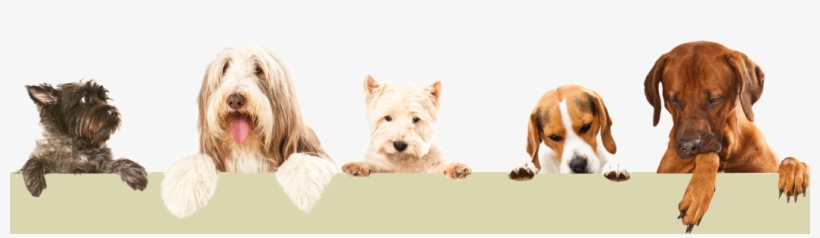 We Prepare Animal Lovers For Careers As Professional - Right Dog For You, transparent png #3912949