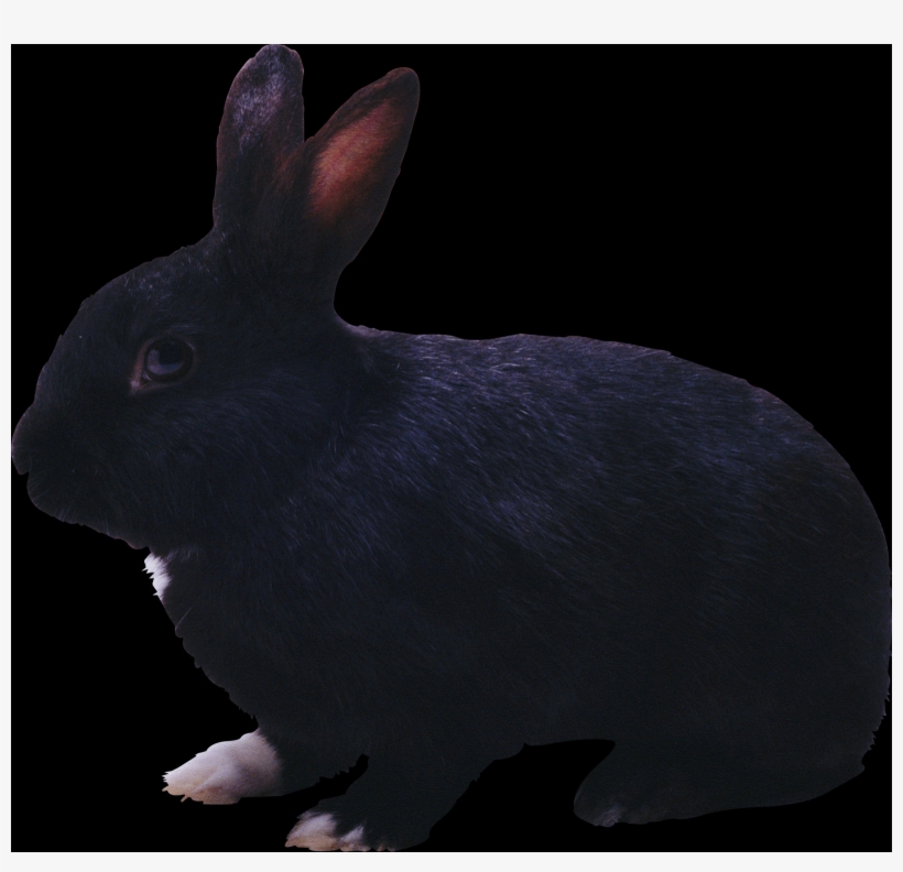 Ana-tote Twin™ Belt Special - Leather, transparent png #3913097