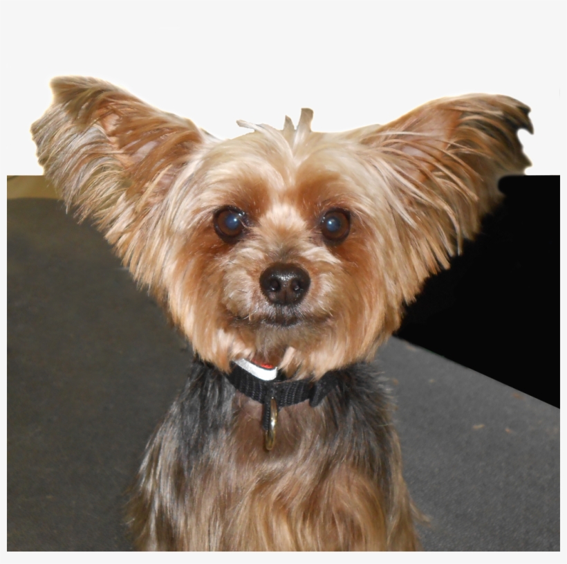 Dog Bath Conway Nh - New Hampshire, transparent png #3913120