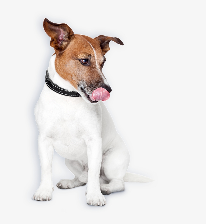 Raw Diet - " - Safety Turtle 2.0 Pet Band T401 Green, transparent png #3913236