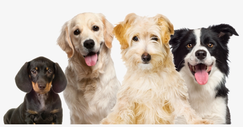 Try Mama's And Papa's All New Groomers - Border Collie Shaped I.d. Tag, transparent png #3913264