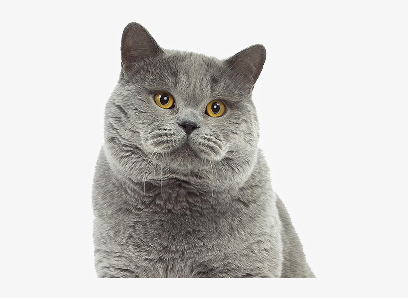 Cat Grooming Safe And Fun Experience - British Blue Cat Png, transparent png #3913507
