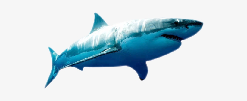 The Ocean Is The Home Of Many Animals And Plants And - Megalodon Png, transparent png #3913949