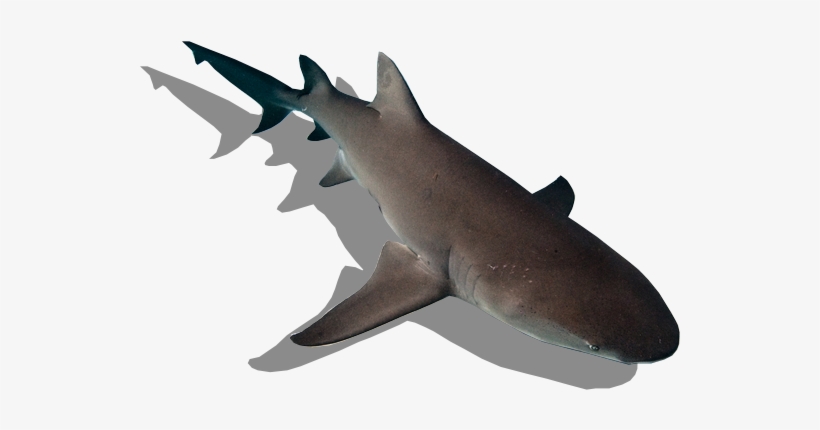 Tiburón Limón - Sand Tiger Shark, transparent png #3914914