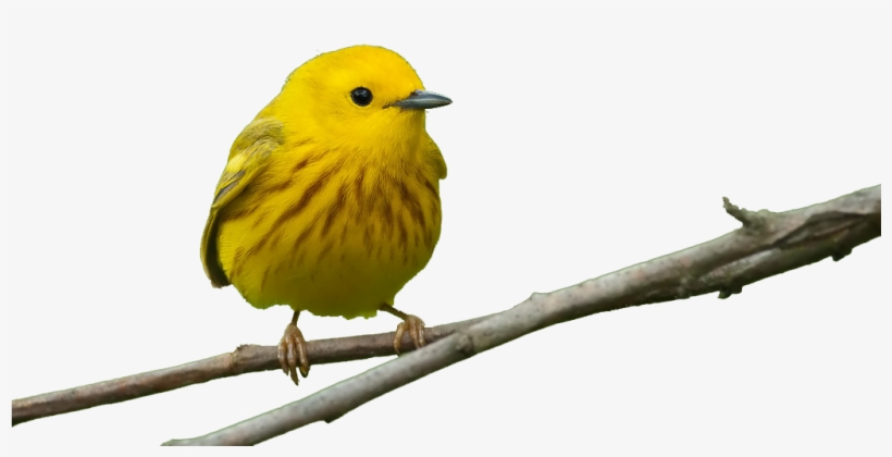 Detroit Audubon's Seasonal Newsletter That Highlights - Grateful Gnome - Original Circular Window Bird Feeder, transparent png #3915296