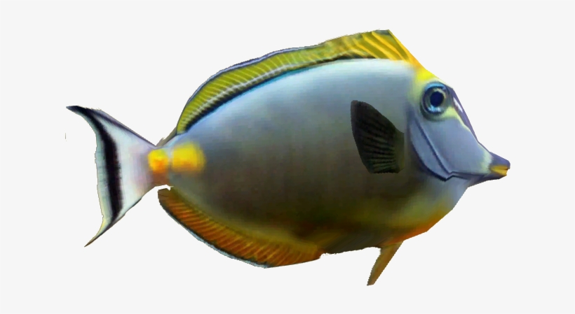 Naso Tang - Coral Reef Fish, transparent png #3915345