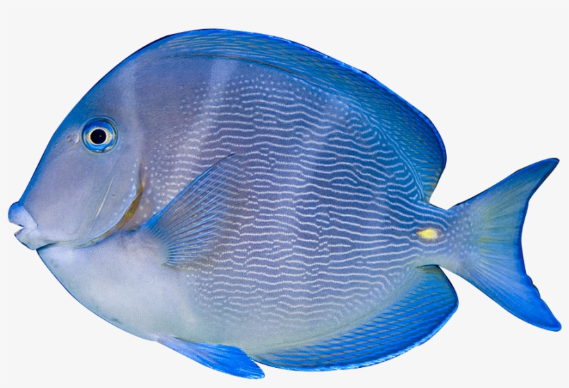 Tropical Aquarium Fish Image Freeuse Library - Acanthurus Coeruleus, transparent png #3915606