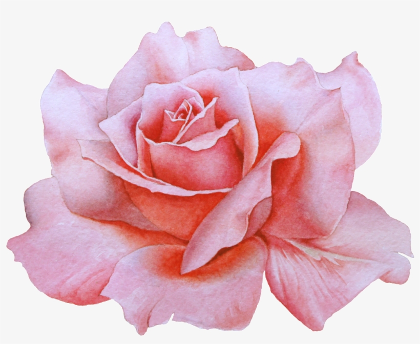 Hand Drawn A Blooming Rose Png Transparent - Watercolor Painting, transparent png #3916598