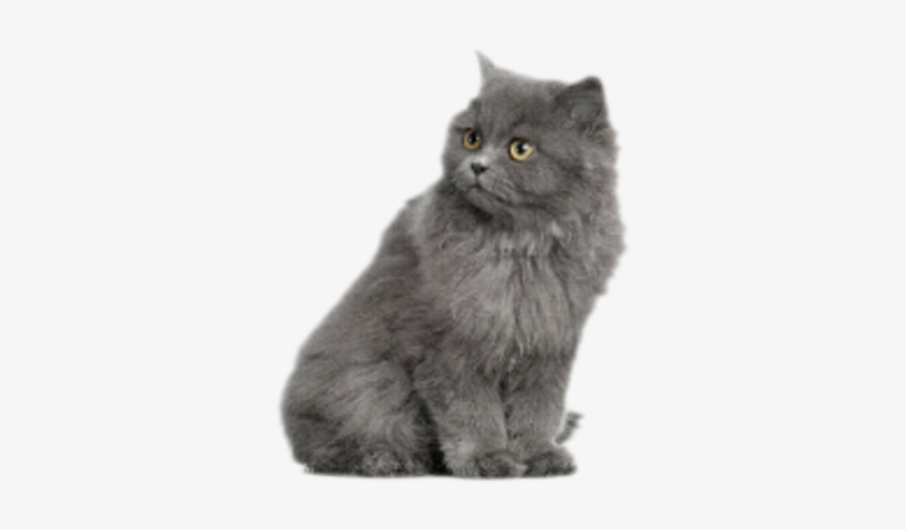 Grey Cat Psd - Alhambra, transparent png #3916699
