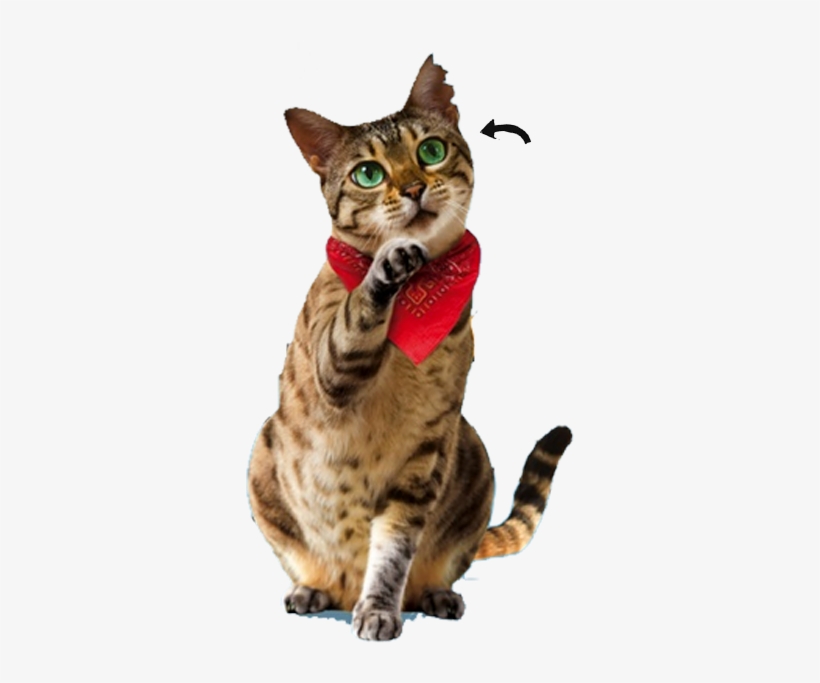 Atticus Claw, transparent png #3917026