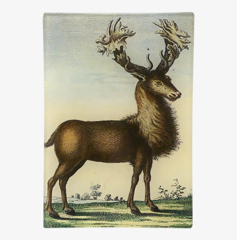 Elk, transparent png #3917027