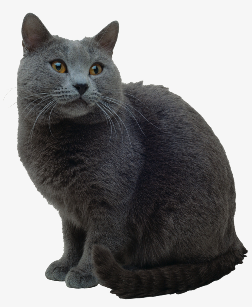 Cat Png - Cat Breed Handbook: The Complete Reference, transparent png #3917164