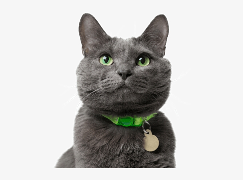Search - Russian Blue Cat Flufy, transparent png #3917213