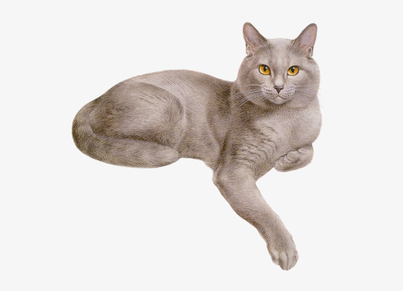Pretty Cats, Gray Cats, Orange Tabby Cats, Cat 2, Dog - Cat Crown Gif, transparent png #3917219