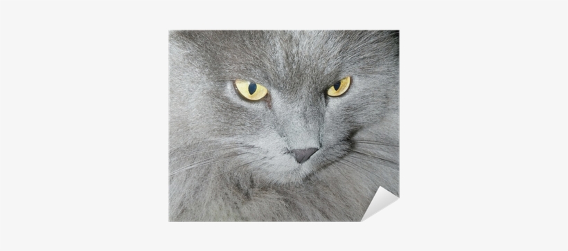 Cat, transparent png #3917242