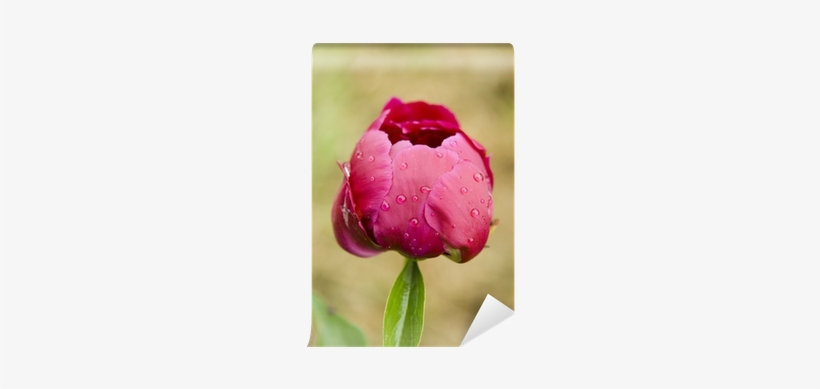 Common Peony, transparent png #3917779