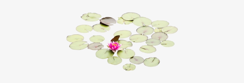 Lily Pads With One Rose - Tree, transparent png #3917870