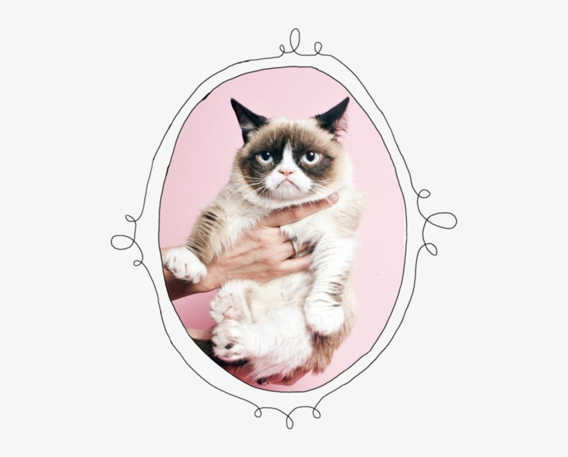 27 Images About Grumpy Cat On We Heart It - Olso Knitting New 2014 Pullover Free Shipping Wholesale, transparent png #3918035