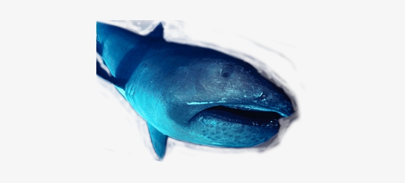 The Mouth Is Surrounded By Luminous Photophores, Which - Transparent Megamouth Shark, transparent png #3918788