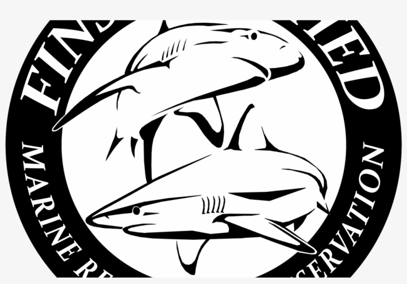 Marine Research Yacht “shark Water” Visits Costa Rica - Belfast, transparent png #3918817