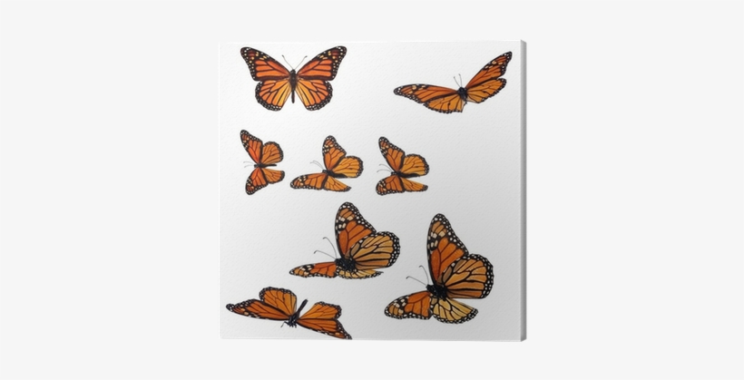 Collection Of Monarch Butterflies Canvas Print • Pixers® - Monarch Butterfly, transparent png #3919260