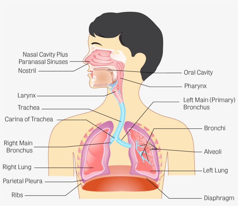 Illustration Of The Human Respiratory System - Human Respiratory System Hd, transparent png #3919328