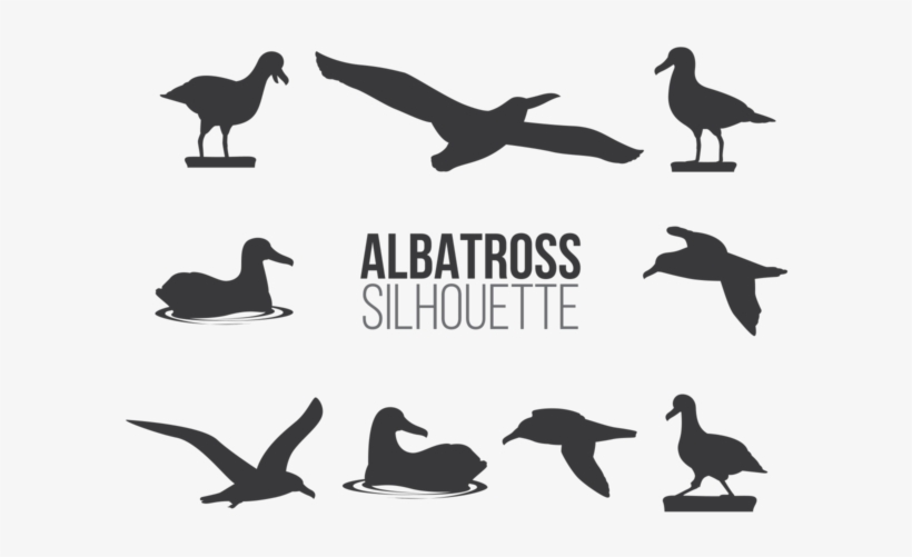 Albatros Sillhaouttes Vector - Euclidean Vector, transparent png #3919332