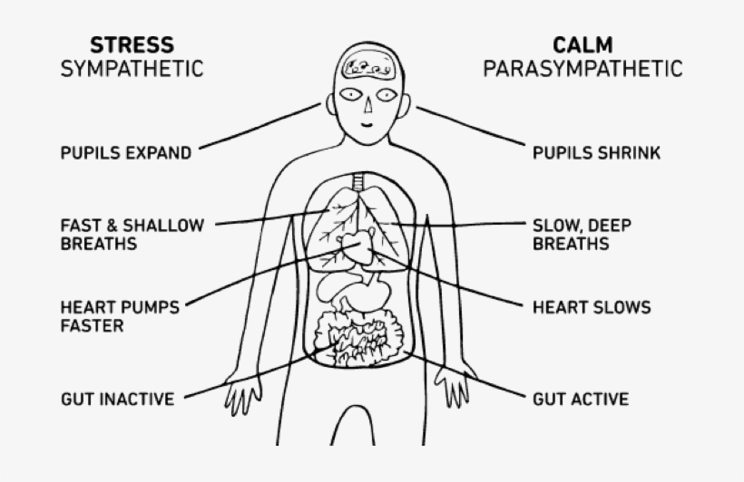 Body-breathing, transparent png #3919906