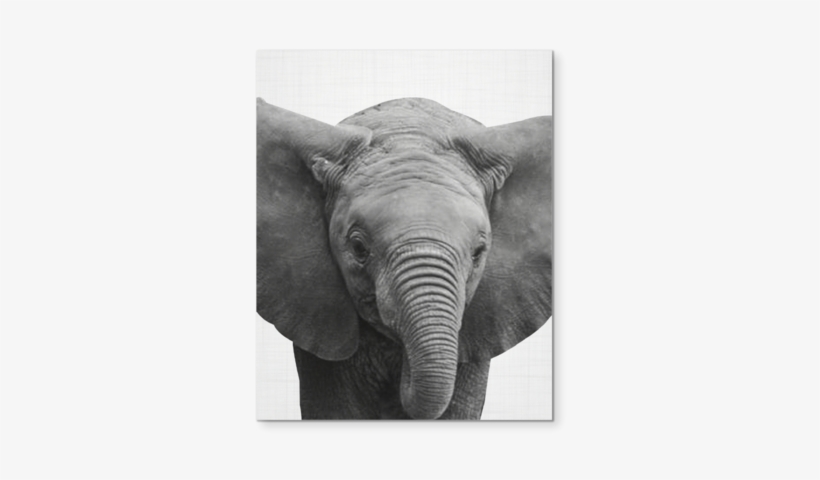Elefant Black And White Wall Art - Art, transparent png #3919931