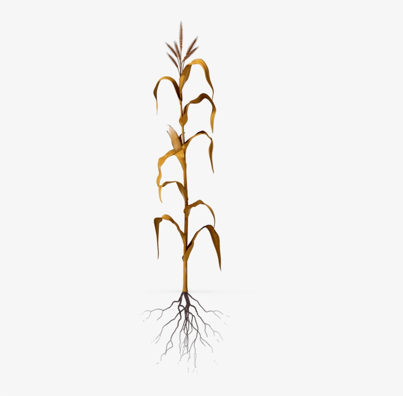 Free Corn Stalk Png - Twig, transparent png #3920137