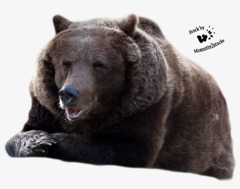 Bear Transparent - Bear Png Transparent Background, transparent png #3920688