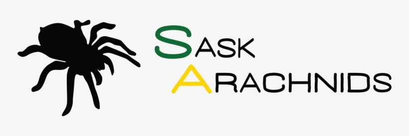 Your Destination For Arachnid Information In Saskatchewan - Spider, transparent png #3921638