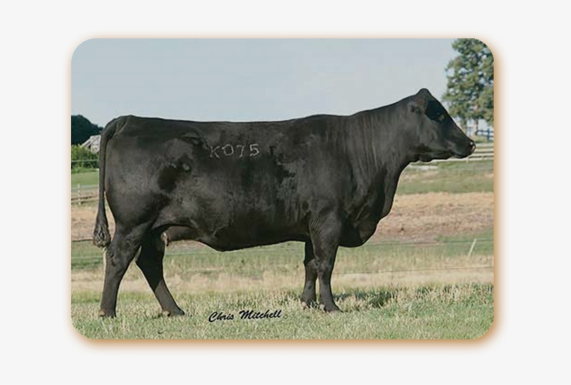 Er Barbara Perfection K075 - Portable Network Graphics, transparent png #3922483