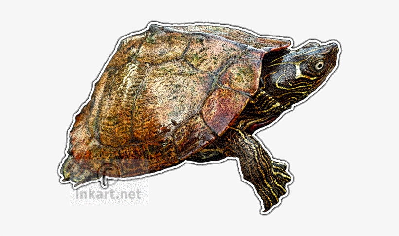 Mississippi Map Turtle Art Decal - Mississippi Map Turtle, transparent png #3923537