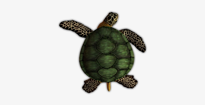 05 Feb 2009 - Dundjinni Turtle, transparent png #3923559