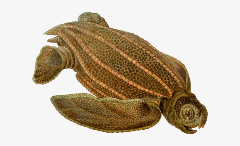 Small - Dermochelys Coriacea, transparent png #3923624