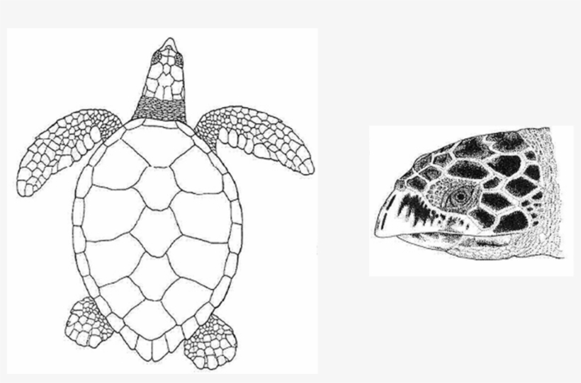 Sea Turtle Clipart Marine Turtle - Black And White Green Sea Turtle Shell, transparent png #3924249
