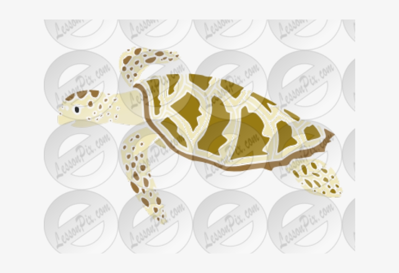Sea Turtle Clipart Classroom - Sea Turtle, transparent png #3924443