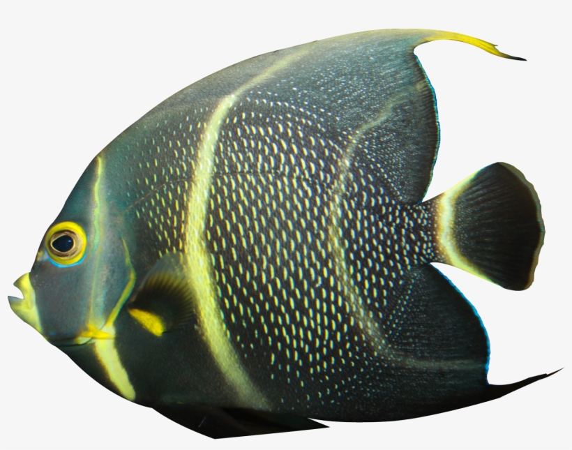 Angelfish Png Transparent Image - Angelfish Png, transparent png #3924503