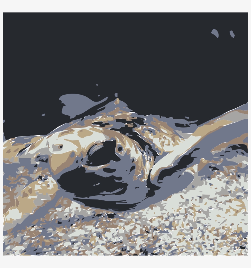 Sea Turtle, transparent png #3924582