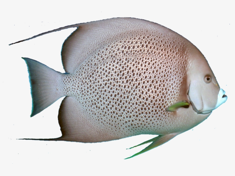 Tropical Fish Downloads Jpg - Grey Angel Fish Png, transparent png #3924609