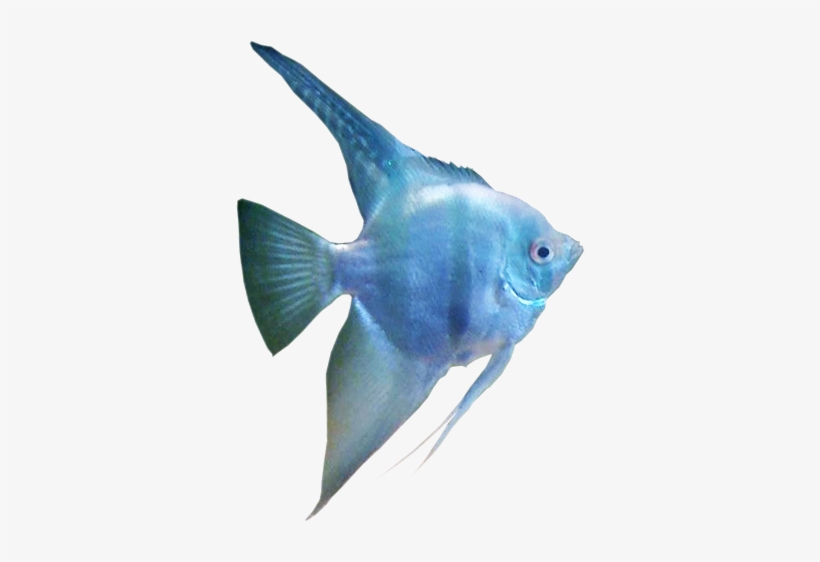 German Blue Blushing Angelfish - Transparent Freshwater Angelfish Fish, transparent png #3924647