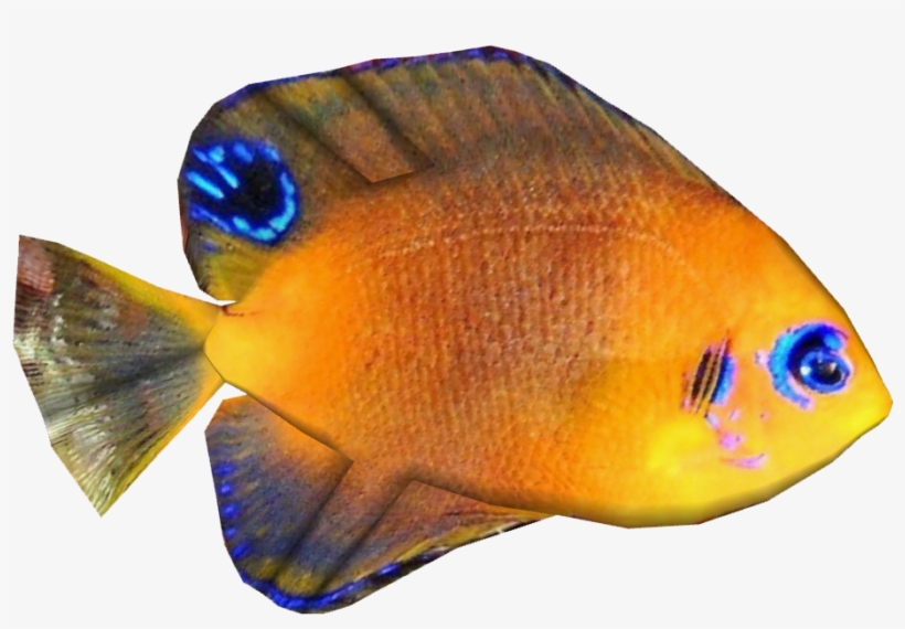 Hotumata's Angelfish - Hotumatua, transparent png #3924736