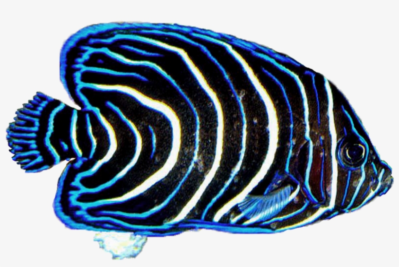 Angel Fish Png - Saltwater Fish, transparent png #3924924