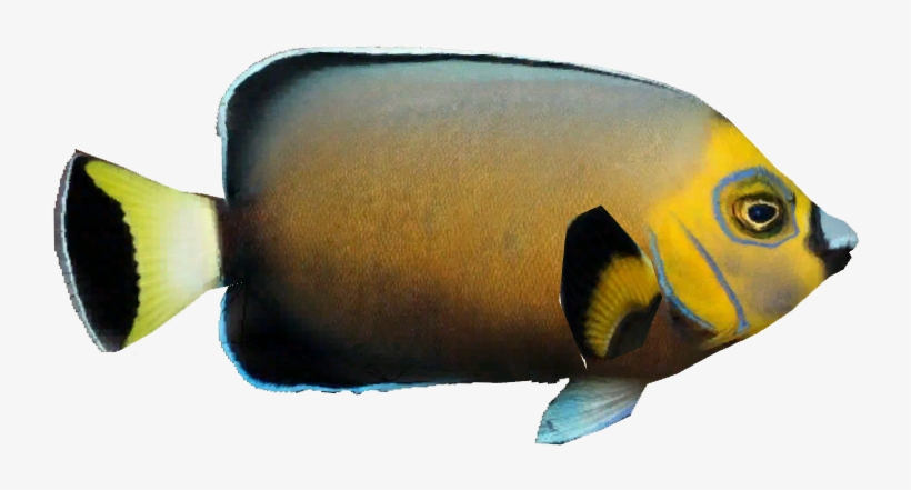 Conspicuous Angelfish - Coral Reef Fish, transparent png #3925057
