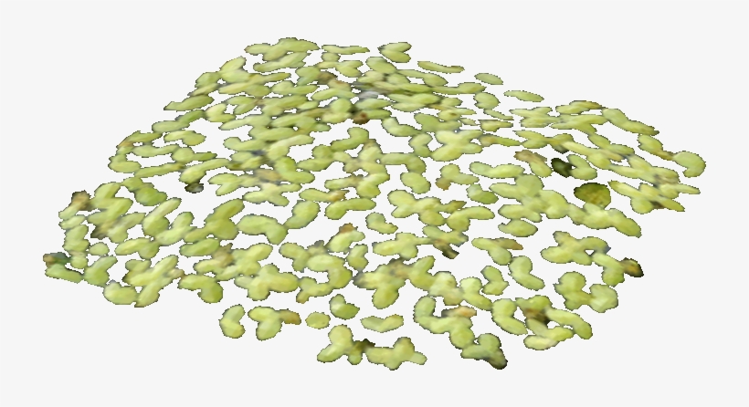 Duckweed Food - Maidenhair Tree, transparent png #3925146