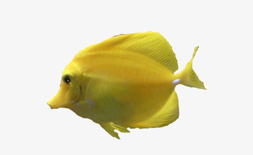 Underwater Fish Png Download - Sunwave Mini Boat Tours Ltd., transparent png #3925236