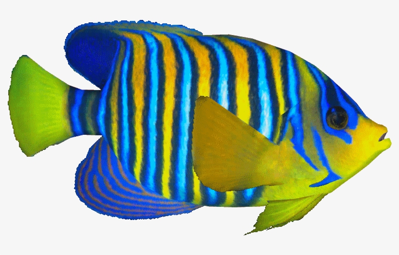 Royalangelfish - Regal Angelfish, transparent png #3925342