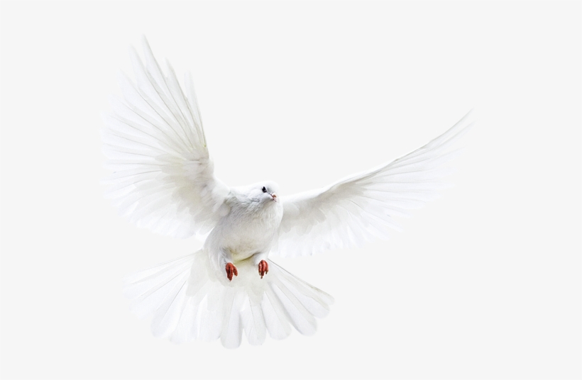 Dove - White Dove Transparent Background, transparent png #3927681